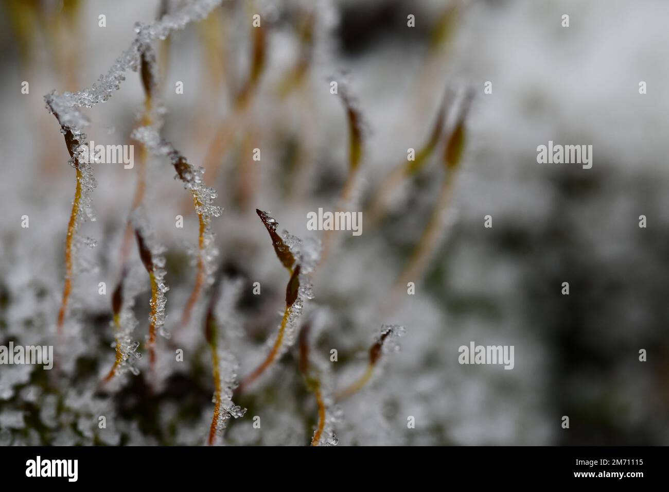 Macro photographie d'un cristal de glace sur une mousse Banque D'Images