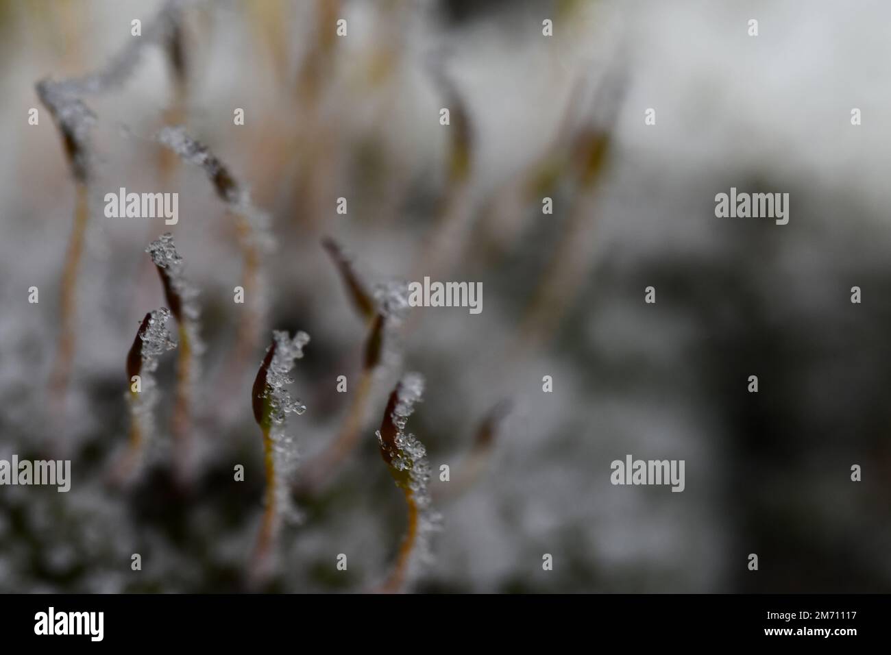 Macro photographie d'un cristal de glace sur une mousse Banque D'Images