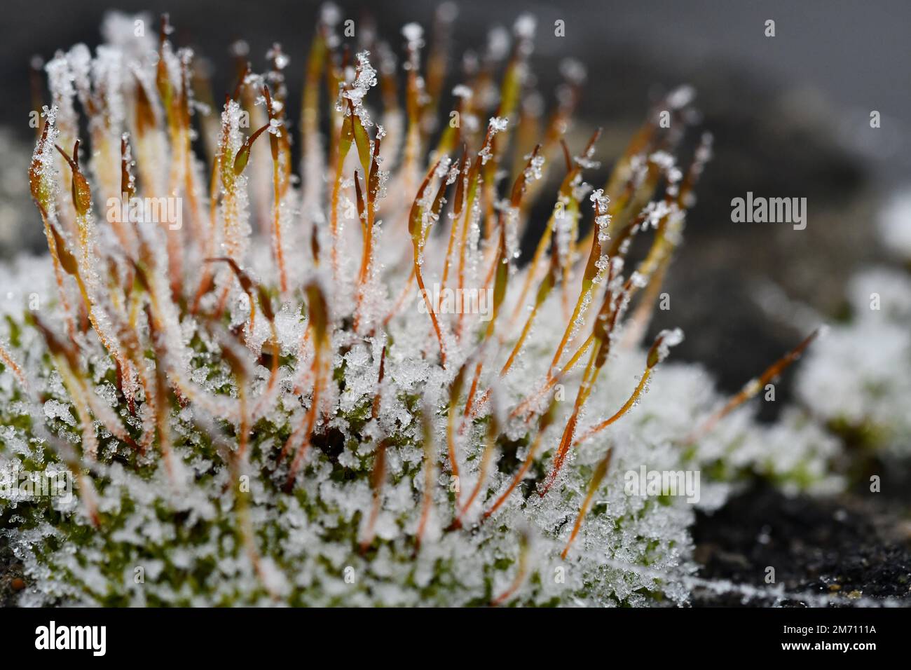 Macro photographie d'un cristal de glace sur une mousse Banque D'Images