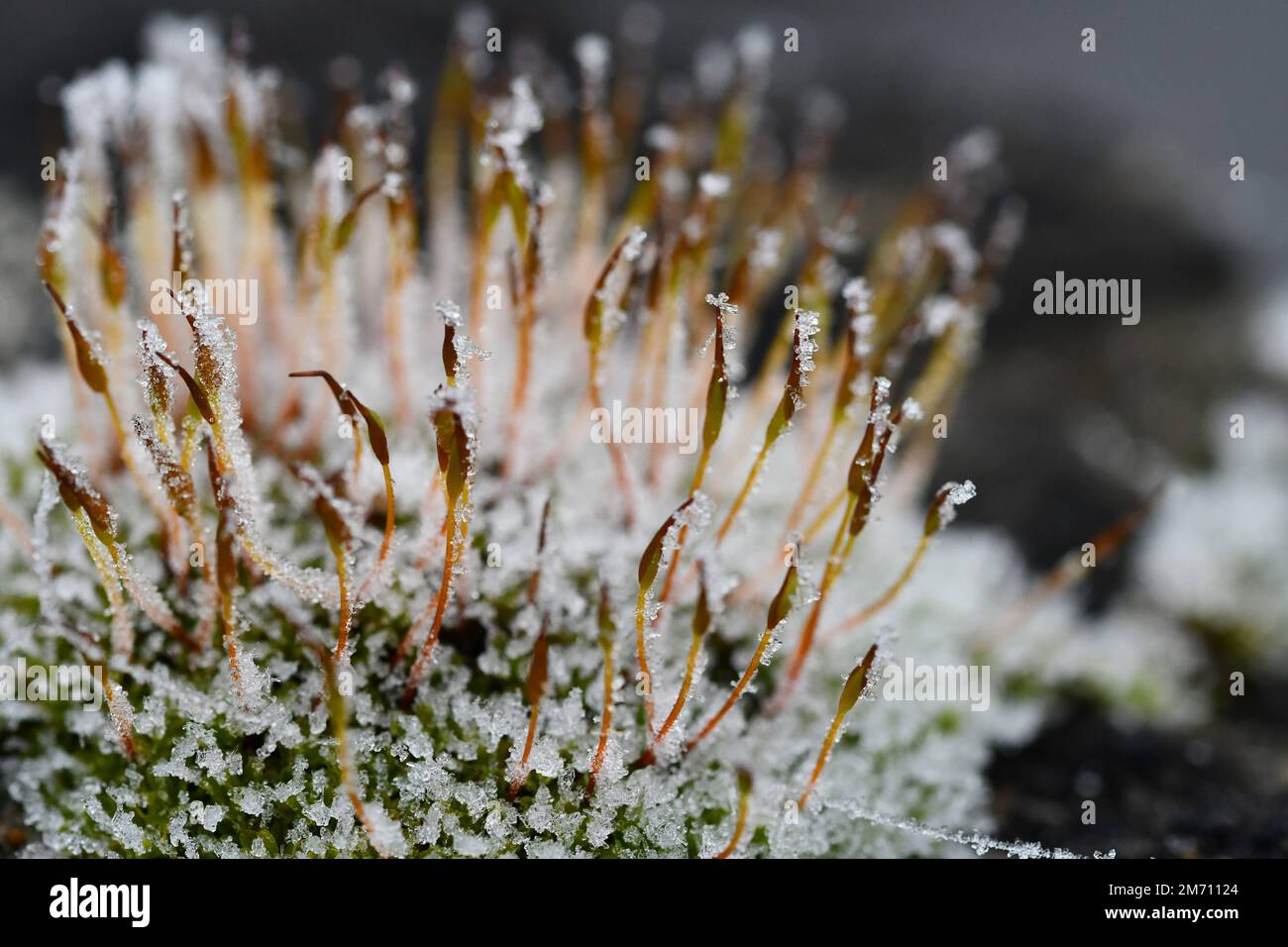 Macro photographie d'un cristal de glace sur une mousse Banque D'Images