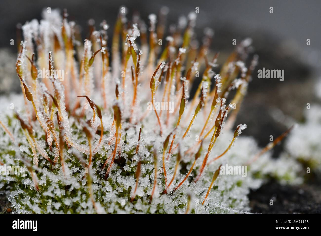 Macro photographie d'un cristal de glace sur une mousse Banque D'Images