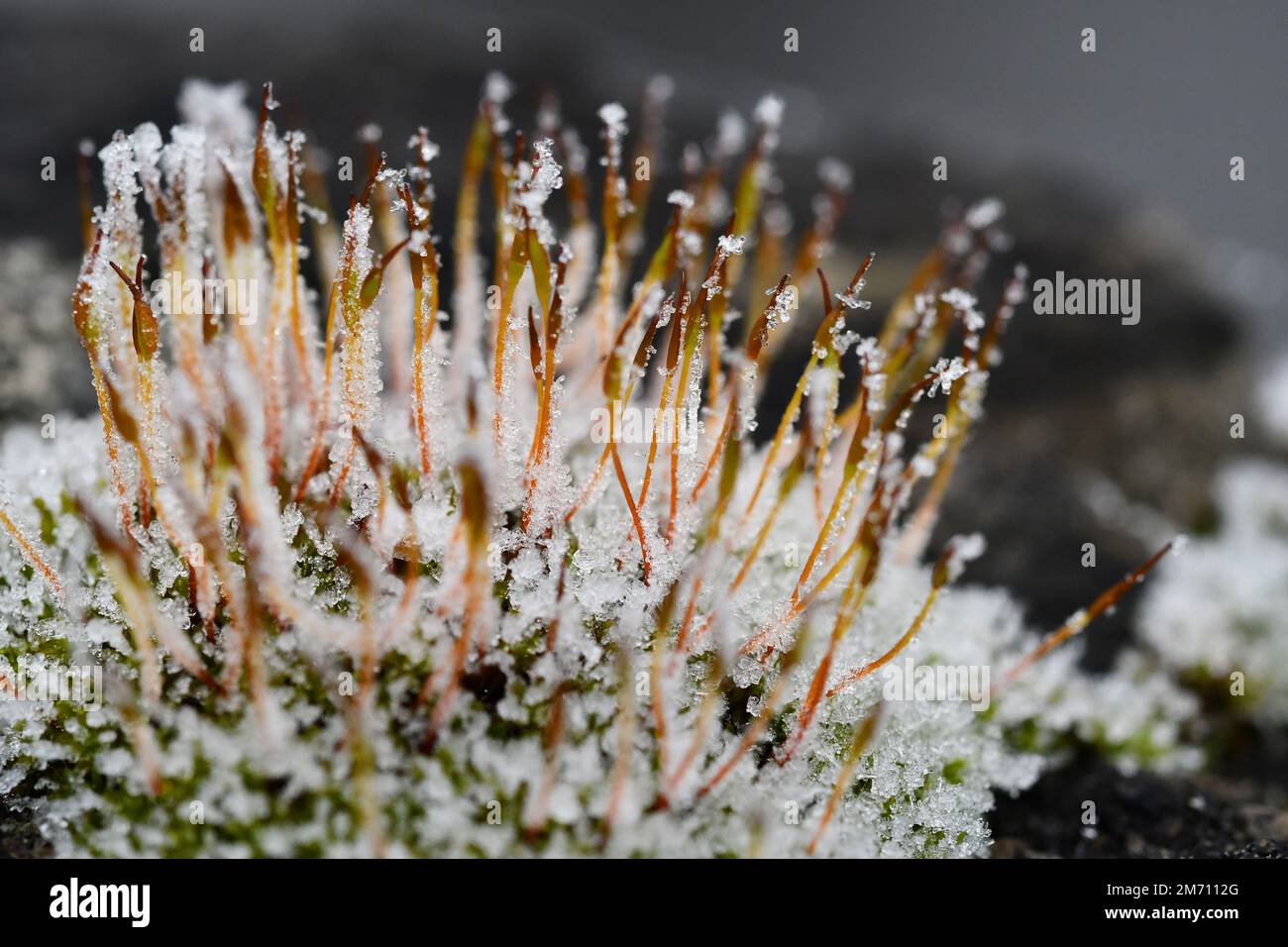 Macro photographie d'un cristal de glace sur une mousse Banque D'Images