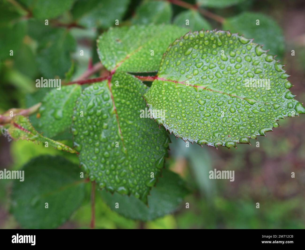 texture de gouttes de pluie ou de rosée sur une feuille verte avec des bords piquant gros plan, fond naturel qui se transforme en flou avec des feuilles de rosiers Banque D'Images