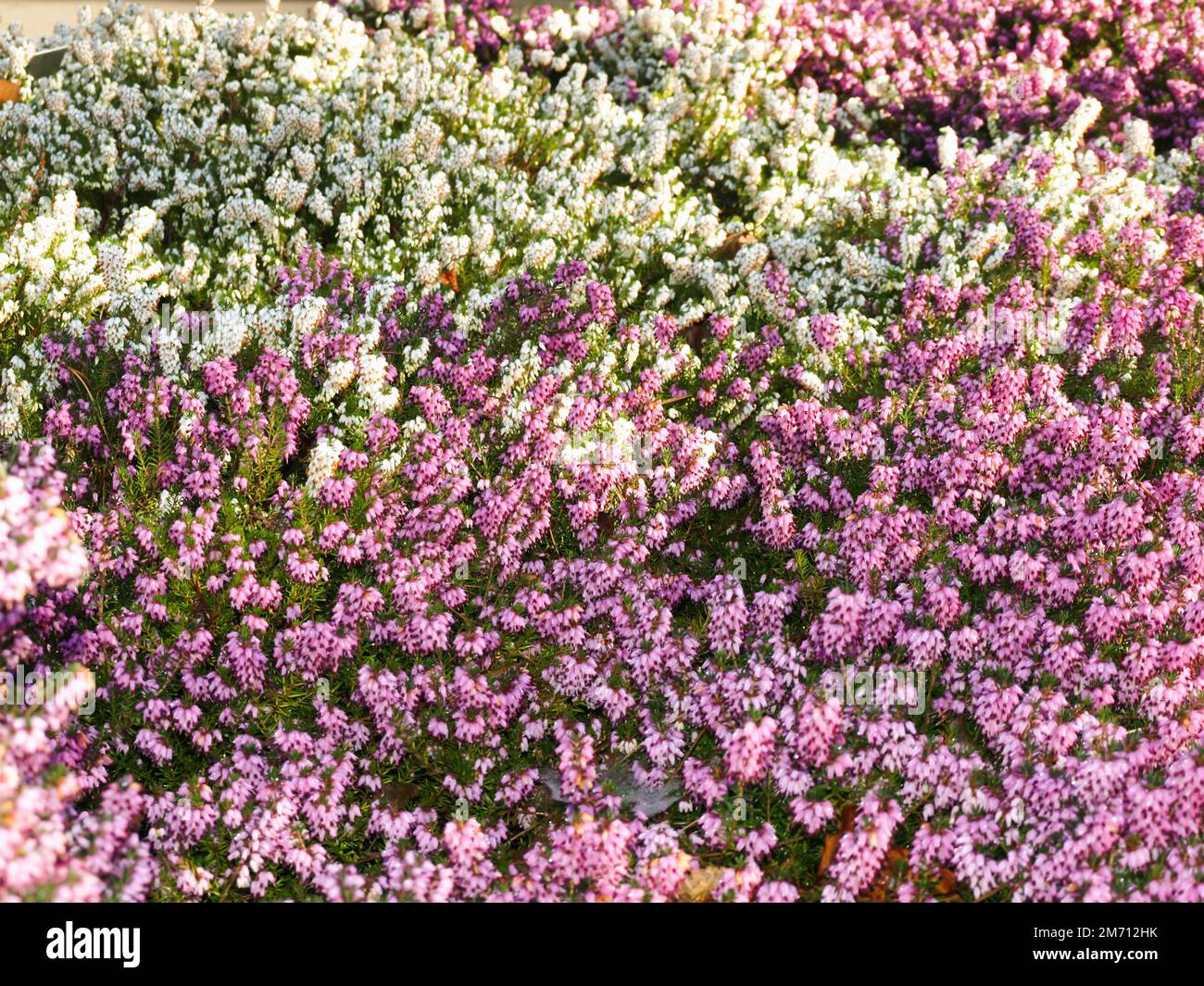 Un gros plan d'un Bush de cloches fleurit dans un jardin Banque D'Images