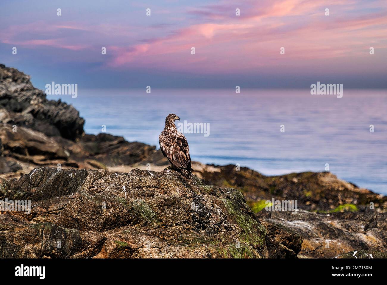 Aigle à queue blanche (Haliaeetus albicilla) sur une roche dans la réserve naturelle, Bleiksoy île d'oiseaux, crépuscule, Bleik, Andoya, Vesteralen, Nord Banque D'Images