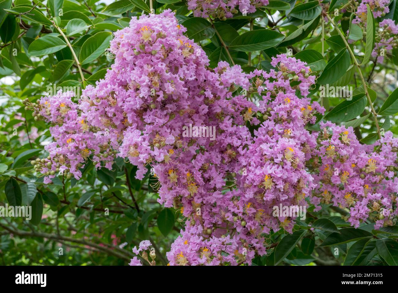 Courant porteur (Lagerstroemia) indica, myrte bouclé, Allemagne Banque D'Images