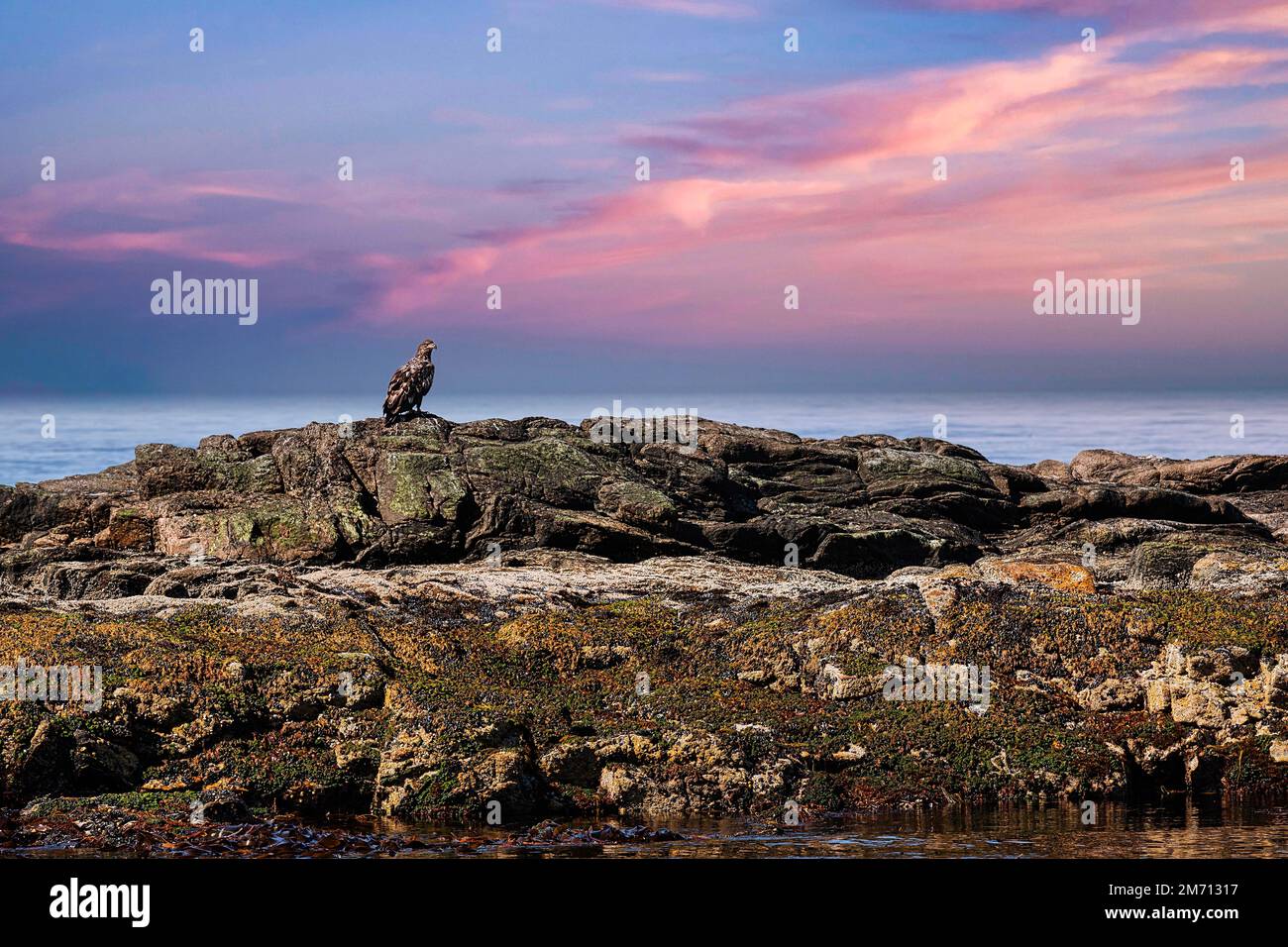 Aigle à queue blanche (Haliaeetus albicilla) sur une roche dans la réserve naturelle, Bleiksoy île d'oiseaux, crépuscule, Bleik, Andoya, Vesteralen, Nord Banque D'Images