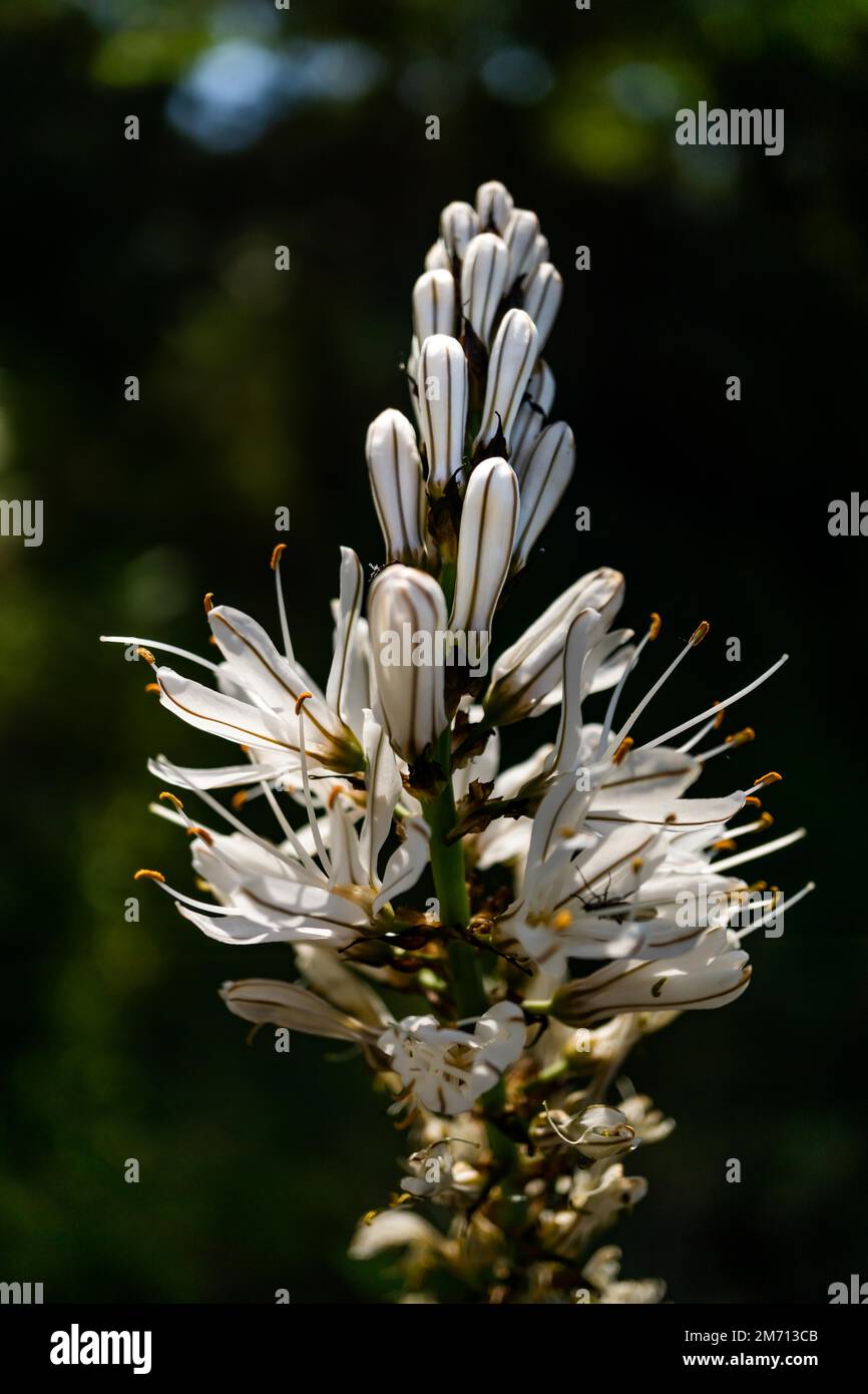Belle fleur sauvage connue sous le nom de Silverrod, Royal Staff (Asphodelus ramosus) Banque D'Images