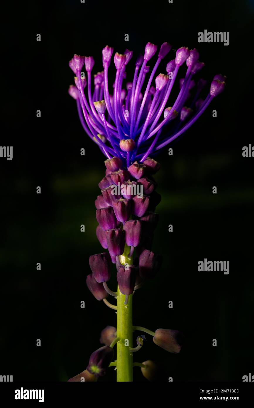 Belle fleur sauvage connue sous le nom de Silverrod, Royal Staff (Asphodelus ramosus) Banque D'Images