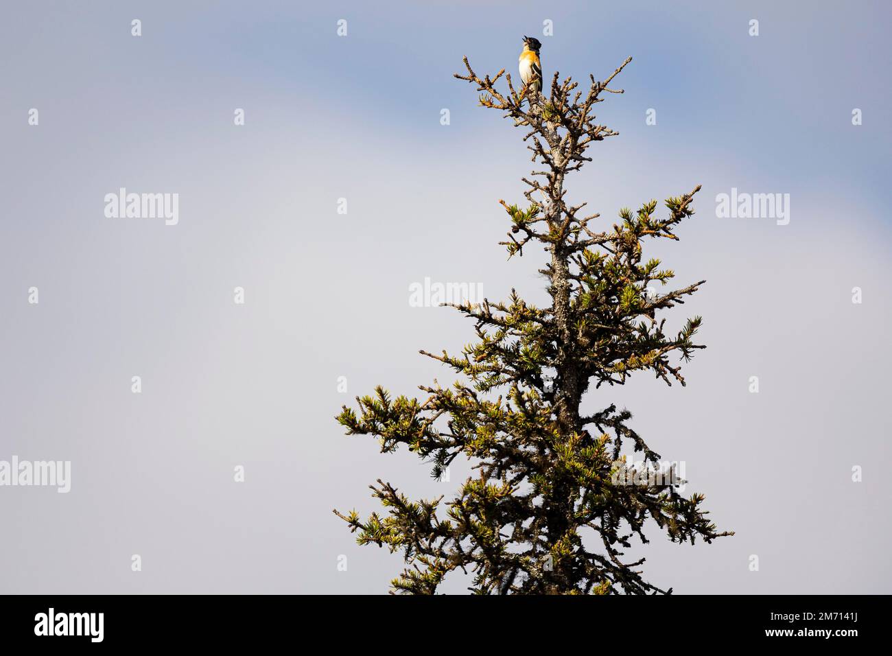 Brambling (Fringilla montifringilla) ou Northern Finch, chantant un mâle sur un sommet d'arbre, Parc national d'Oulanka, Kuusamo, Ostrobothnia du Nord, Finlande Banque D'Images