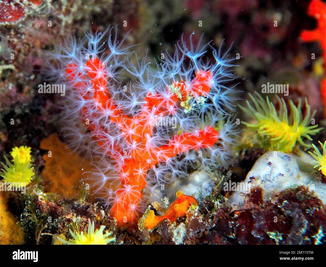 Corail rouge (Corallium rubrum) dans la mer Méditerranée. Site de plongée Cap de Creus, Rosas, Costa Brava, Espagne Banque D'Images