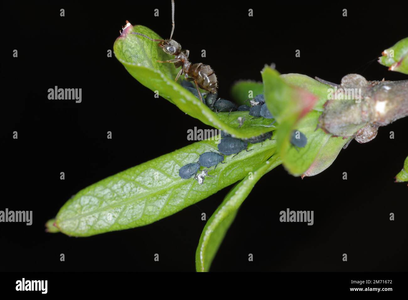 Lasius niger, le fourmi de jardin noir, et les pucerons. Le fourmis traite les pucerons. Puceron de haricot noir, Aphis fabae sur Euonymus europaeus, la broche, Europ Banque D'Images