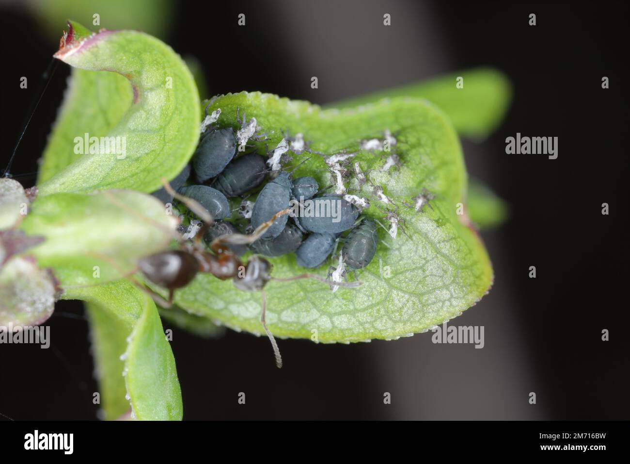 Lasius niger, le fourmi de jardin noir, et les pucerons. Le fourmis traite les pucerons. Puceron de haricot noir, Aphis fabae sur Euonymus europaeus, la broche, Europ Banque D'Images