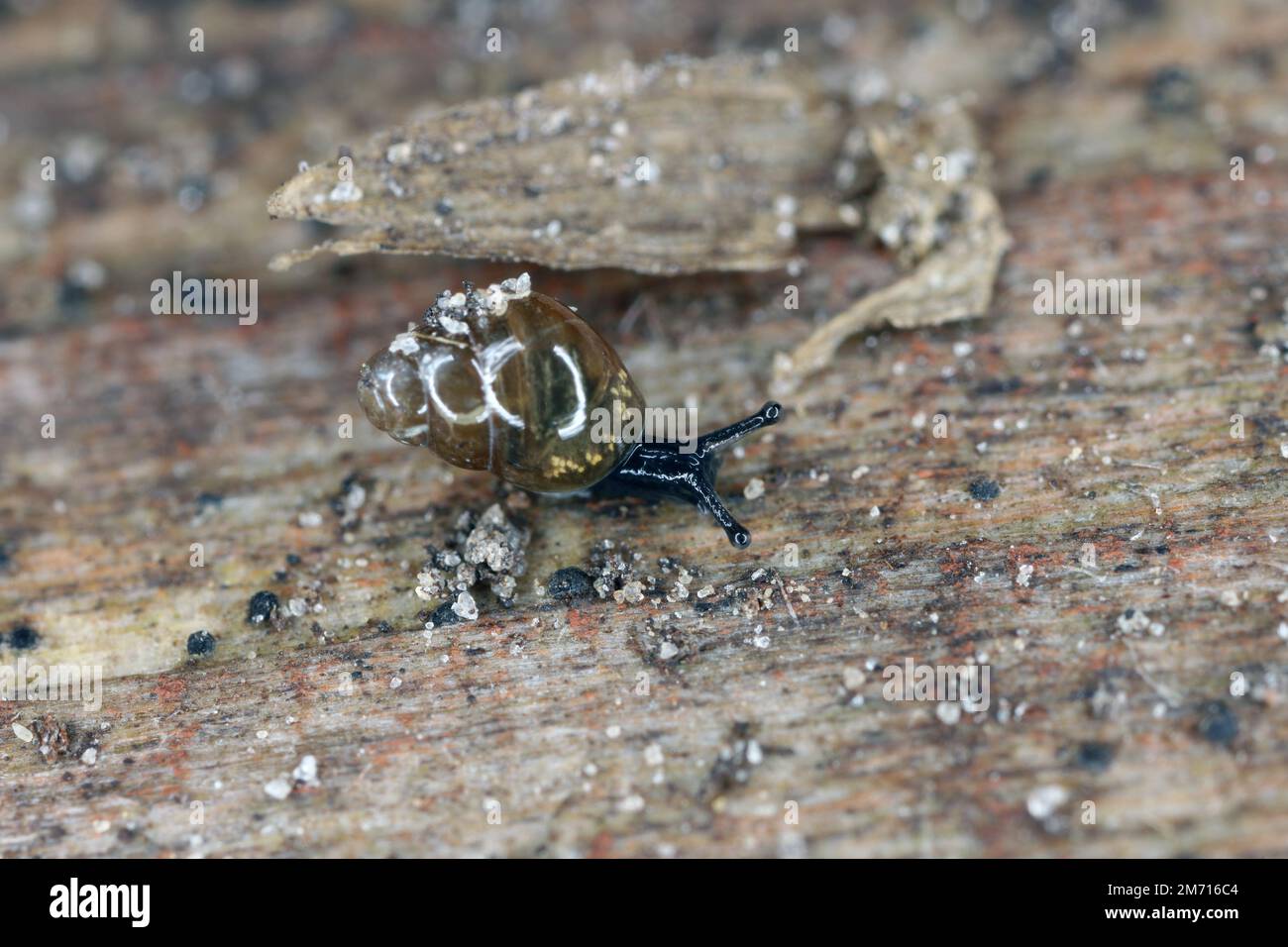 Un petit escargot se trouve sur une roche humide. Banque D'Images