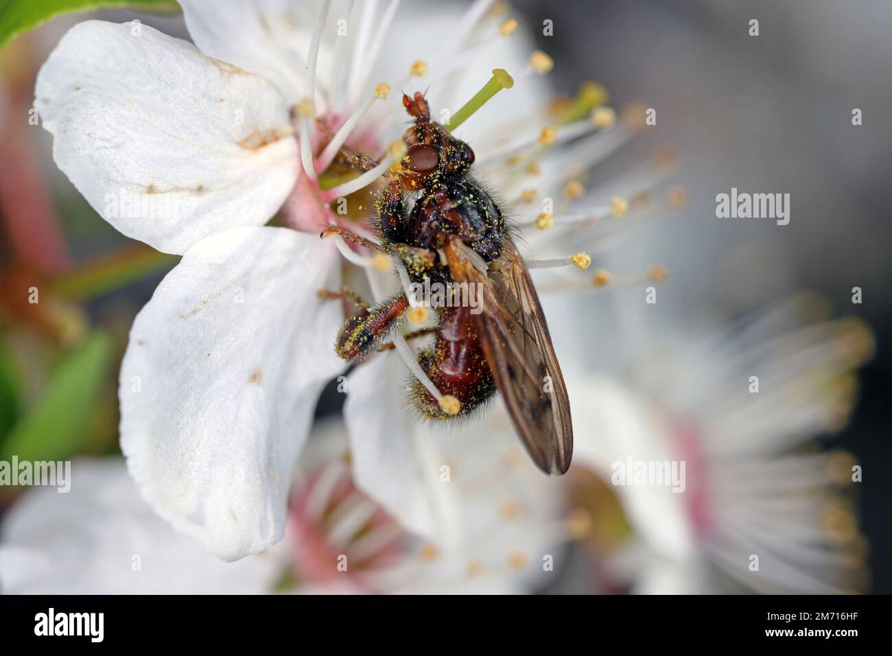 Myopa testacea conopid Fly. Mouche brune qui chasse et paralyse les abeilles, dans la famille des Conopidae. Un insecte qui se nourrit du pollen de la prune mirabelle. Banque D'Images