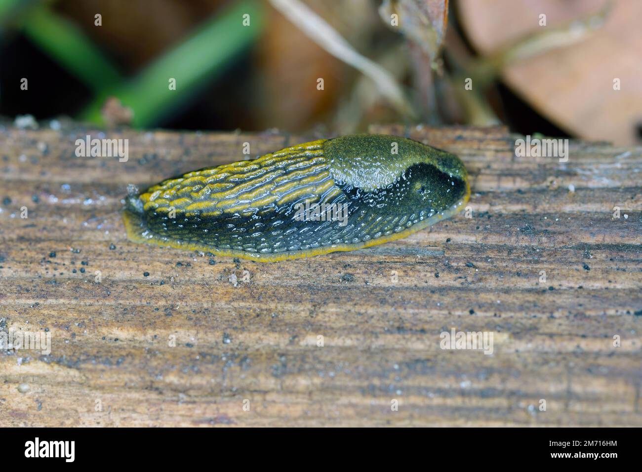 Mineur de la limace lusitanienne (Arion vulgaris) dans le jardin. Banque D'Images