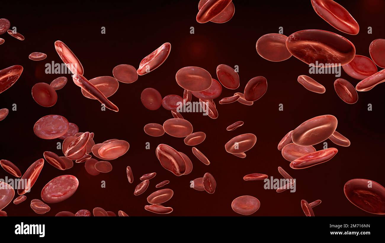 Globules rouges coulant dans la veine, érythrocytes, flux à l'intérieur d'une artère, anatomie médicale, rendu 3D Banque D'Images
