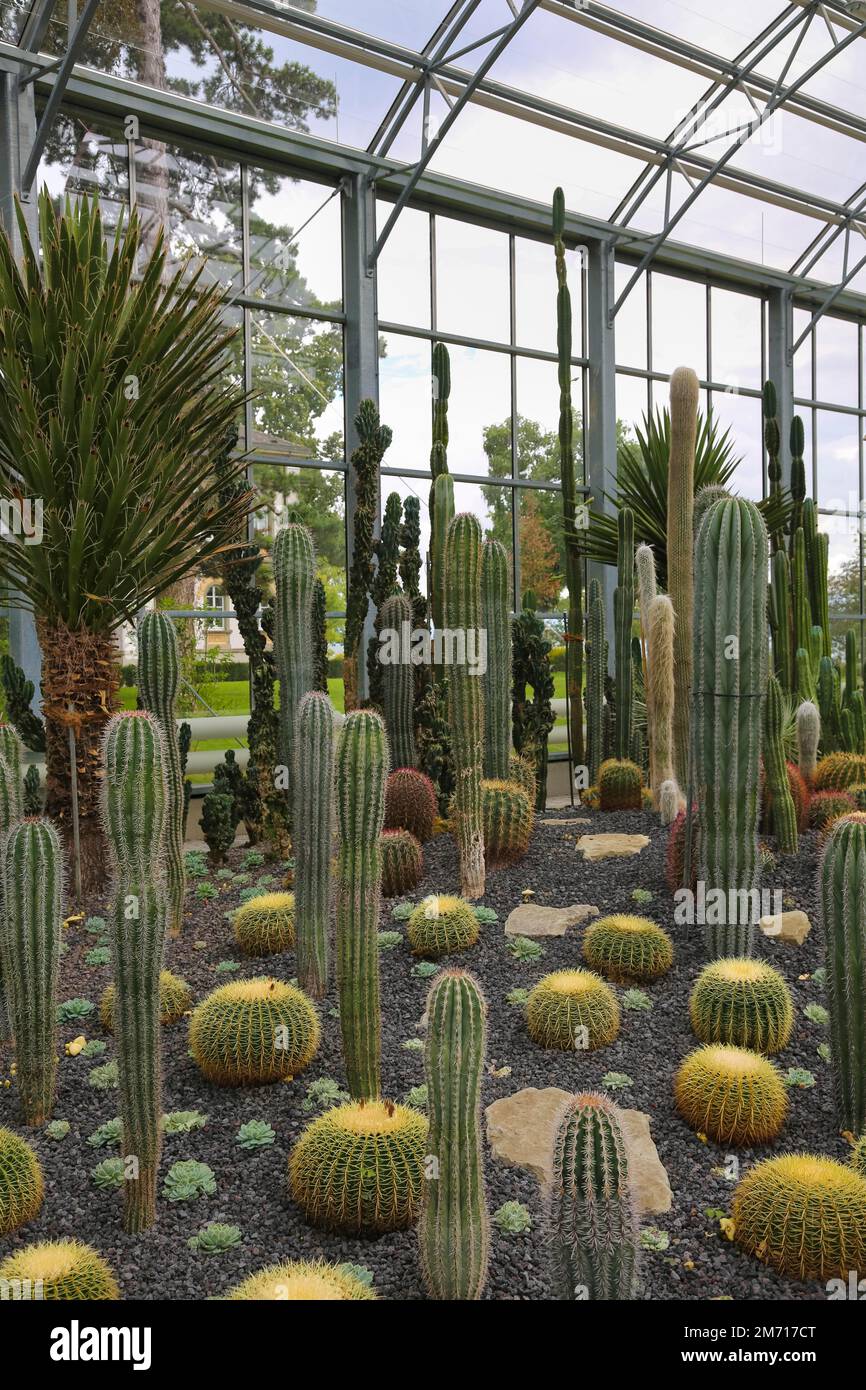 Maison de plantes de verre dans les jardins de la villa au bord du lac,  jardin de spa, plantes cactus, collection de cactus (Cactaceae), cactus,  divers cactus, maison en verre Photo Stock -