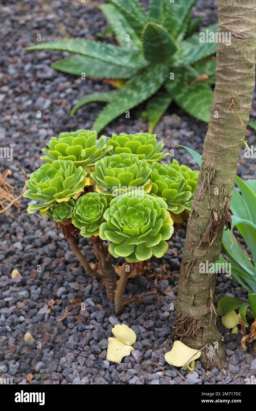 Maison de plantes de verre dans les jardins de la villa au bord du lac, jardin de spa, plantes cactus, collection de cactus (Cactaceae), cactus, divers cactus, maison en verre Banque D'Images