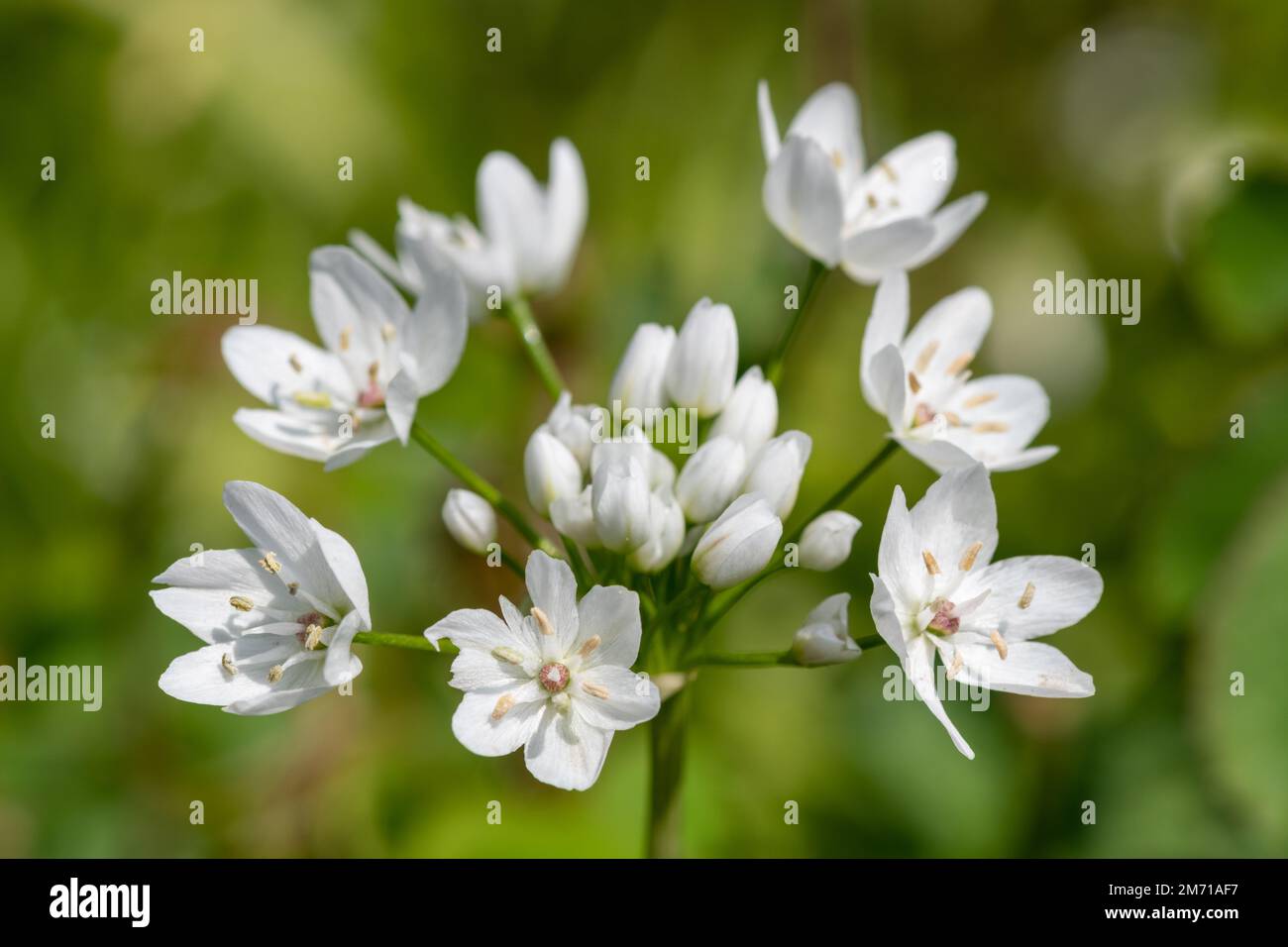 Gros plan de fleurs d'ail blanc (allium neapolitanum) en fleur Banque D'Images