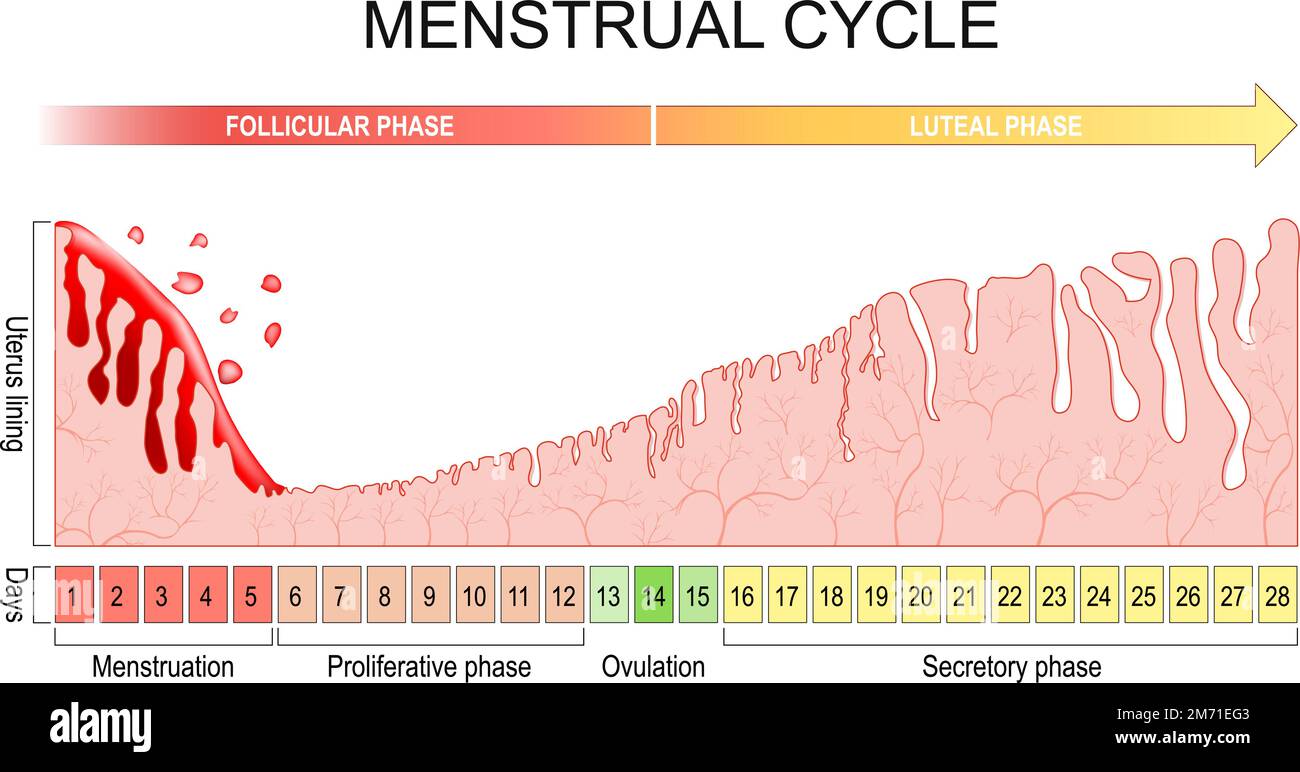 Cycle menstruel. changements dans l'endomètre pendant le cycle menstruel. Paroi utérine de la menstruation, de la phase proliférative à l'ovulation Illustration de Vecteur
