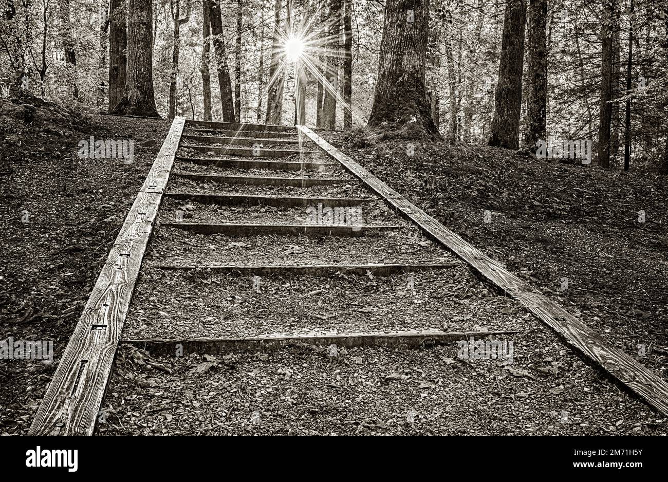 Un escalier extérieur taillé sur le flanc d'une colline dans le parc national des Great Smoky Mountains, donnant un exemple visuel de « la voie à suivre ». Banque D'Images