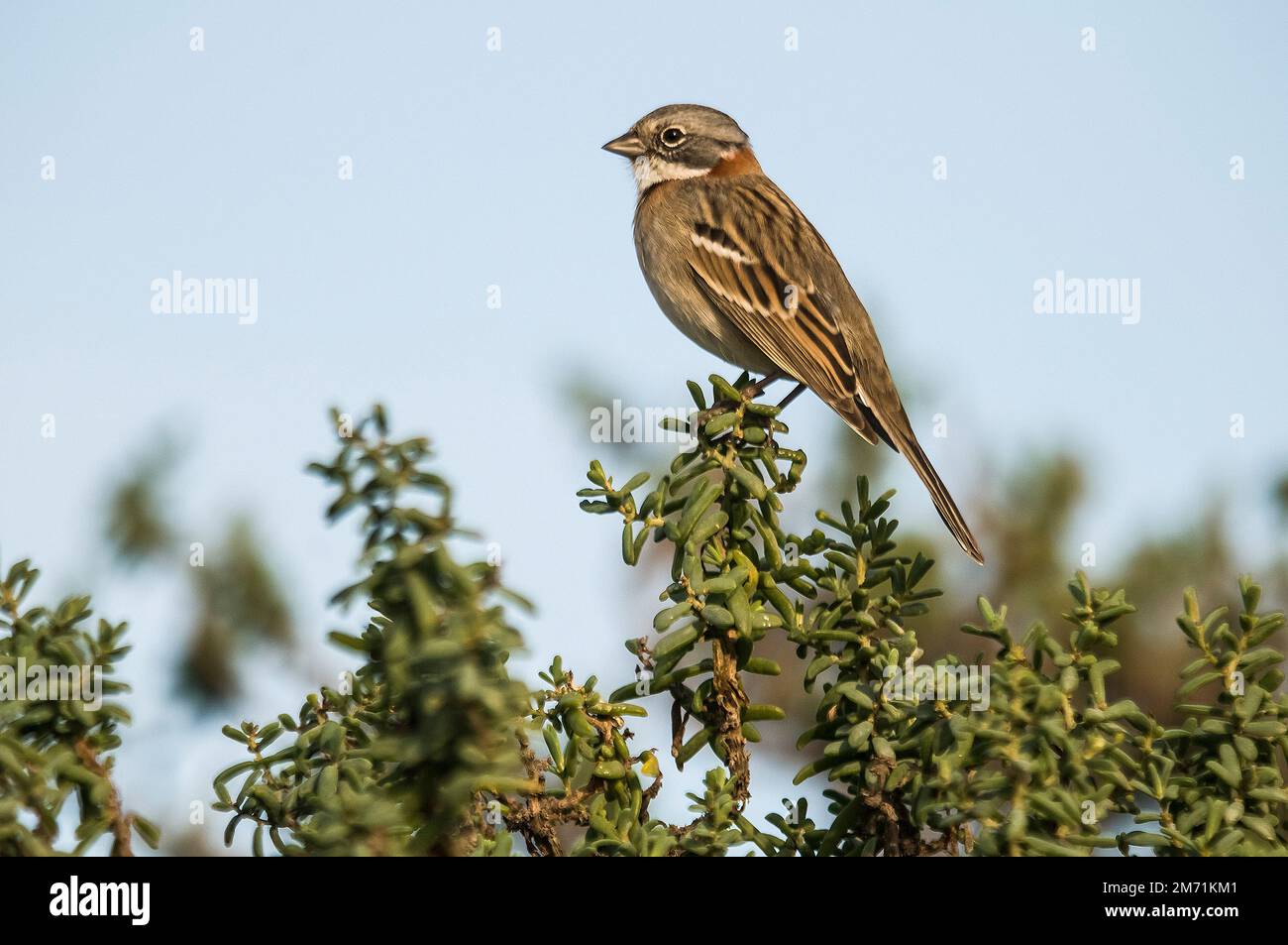 Bruant à collet de rufous, Zonotrichia capensis dans le milieu forestier de Calden, province de la Pampa, Patagonie, Argentine. Banque D'Images