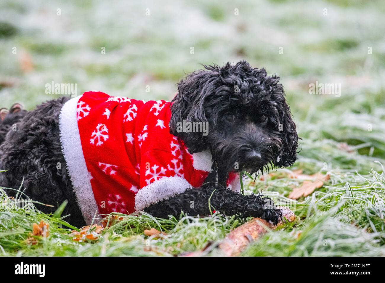 Un petit chien porte un costume de Noël par temps froid Banque D'Images