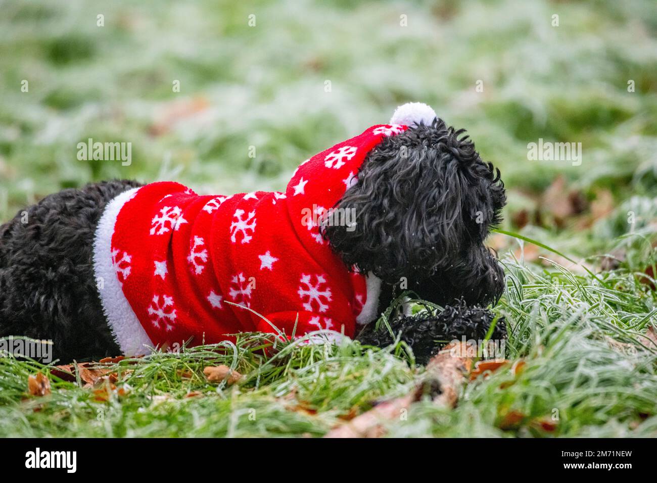 Un petit chien porte un costume de Noël par temps froid Banque D'Images