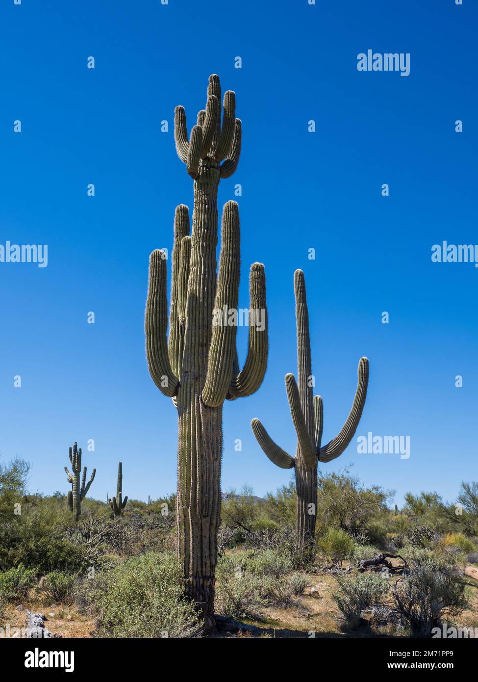 saguaro, parc régional de McDowell Mountain, Fountain Hills, Arizona. Banque D'Images