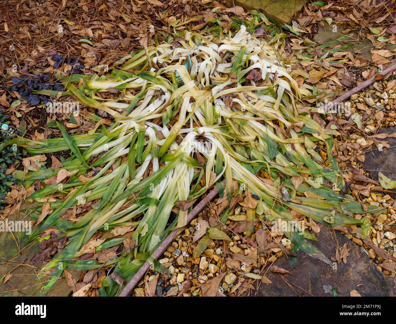 Indigo Princes agapanthus hivernent les dégâts des plantes après un gel dur et un hiver froid en Alabama, aux États-Unis. Banque D'Images