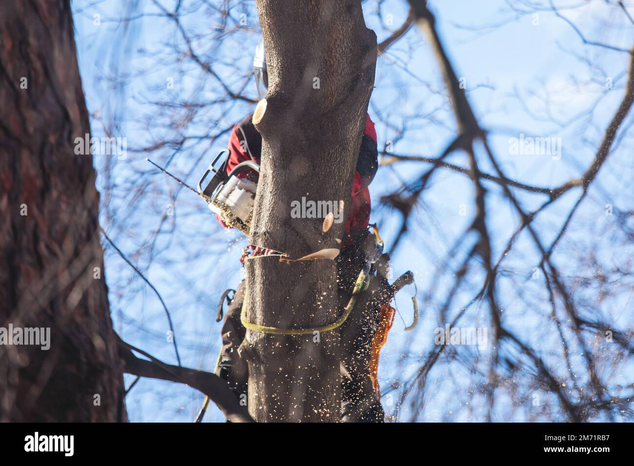 Arboriste chirurgien d'arbre coupant des branches d'arbre avec une tronçonneuse, coupe-bois de bûcherons en escalade uniforme et travaillant sur des hauteurs, processus d'élagage d'arbre a Banque D'Images