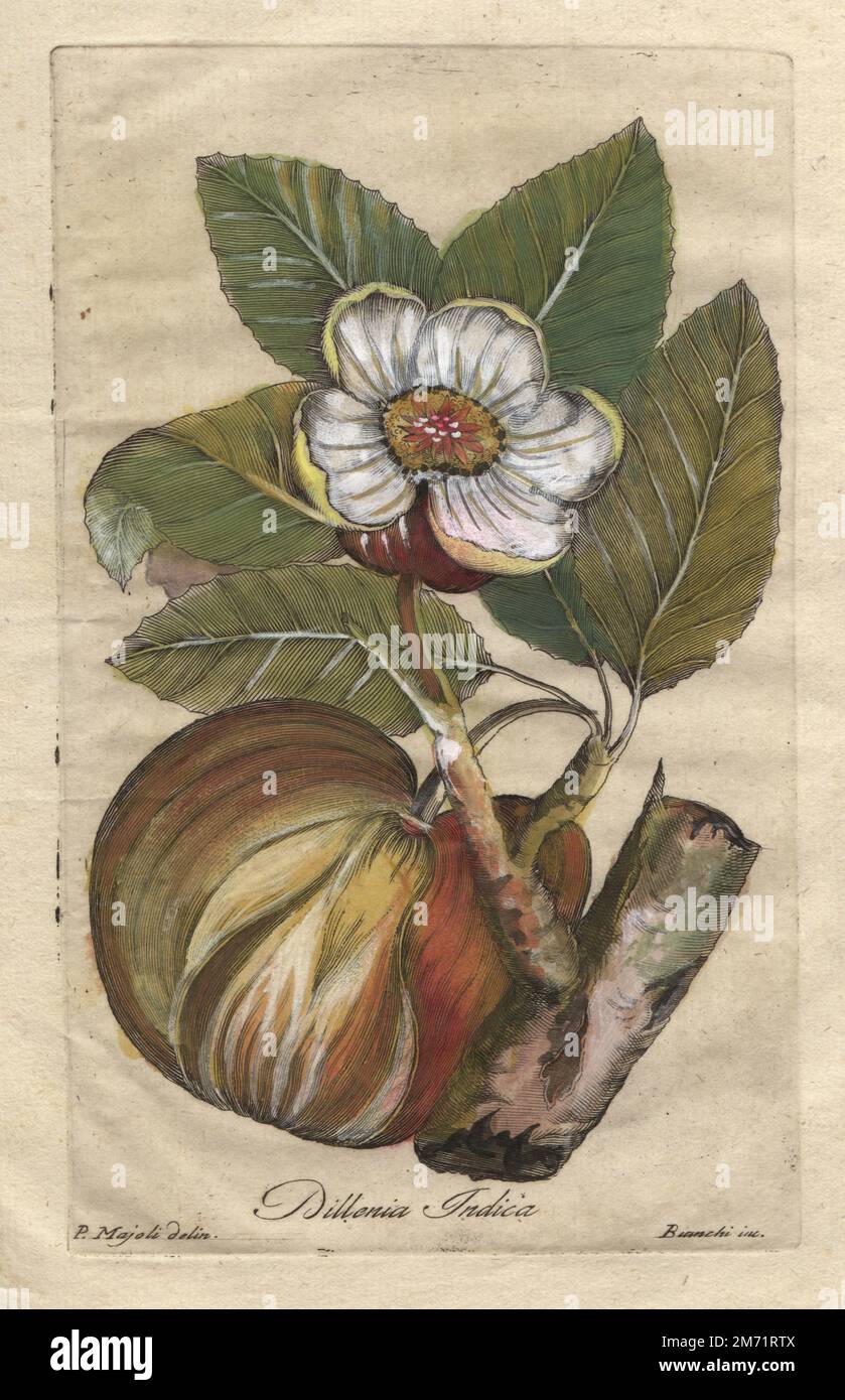 Pomme d'éléphant, pomme de rose, Dillenia indica (Chine). Gravure sur plaque de coperplate de couleur main par Giuseppe Bianchi d'après Cesare Mazoli de Giovanni Hill, Décennie di alberi curiosi ed eleganti piante, Décennie des arbres et plantes curieux et élégants, Nella Stamperia Salomoni, Rome, 1786. Il avait été publié pour la première fois par John Hill à Londres en 1773. Banque D'Images