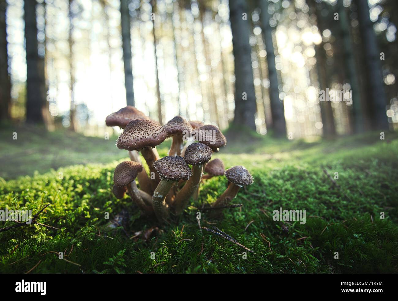 Un gros plan des champignons d'armillaria ostoyae sur l'herbe verte dans une belle forêt par un jour ensoleillé Banque D'Images