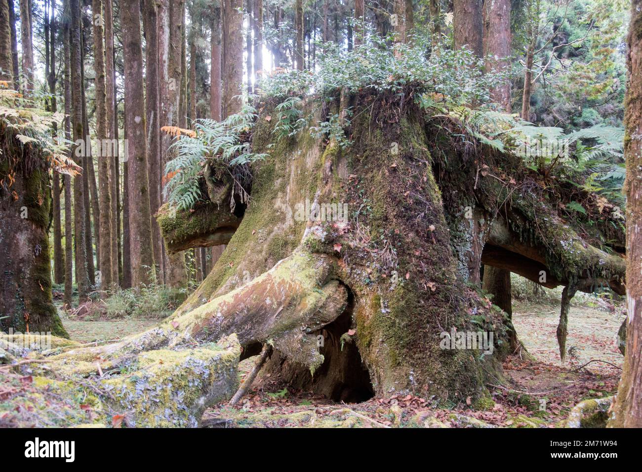 Le Golden Pig lookhose Tree dans la zone de loisirs de la forêt nationale d'Alishan à Taïwan. C'est l'un des points de repère le long du sentier forestier d'Alishan. Banque D'Images