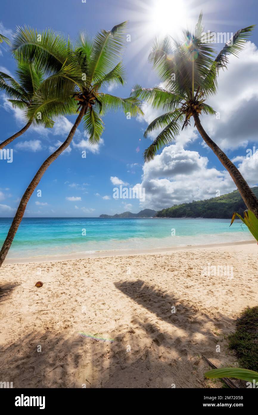 Plage tropicale ensoleillée avec palmiers coco et mer turquoise sur l'île des Caraïbes. Banque D'Images
