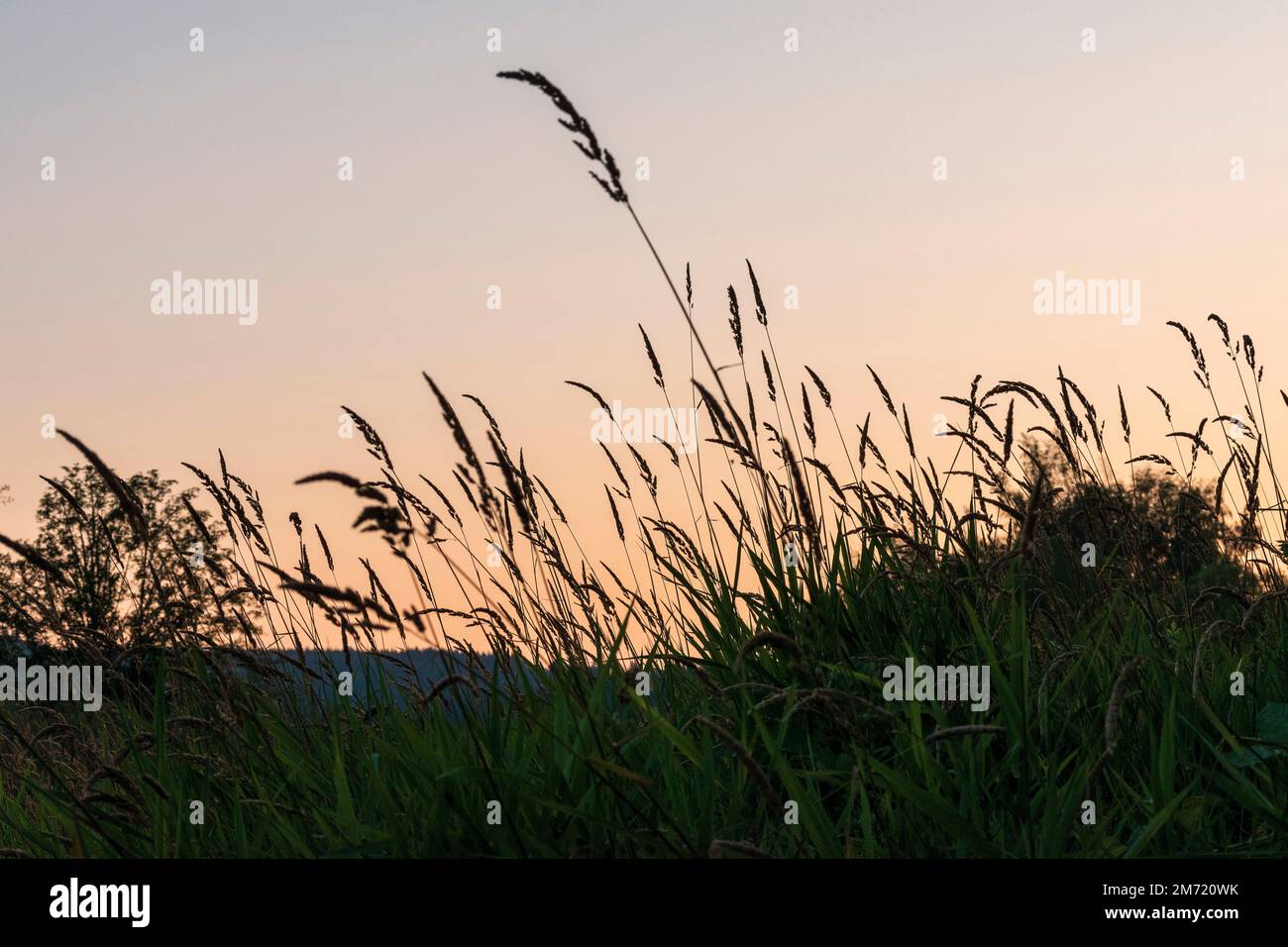 L'herbe haute est tachée contre un ciel rose d'été au crépuscule. Banque D'Images