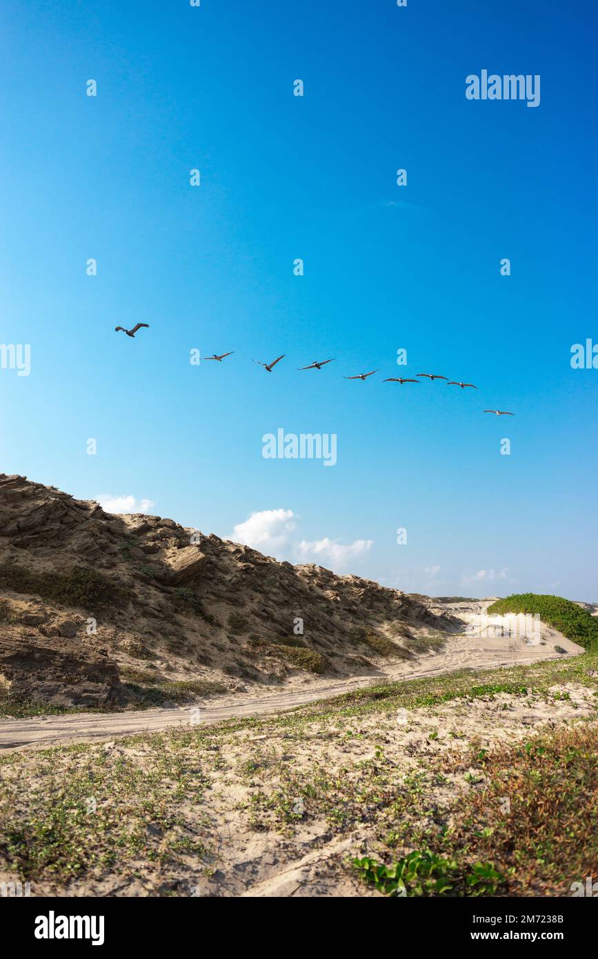 groupe de seagulls dans la plage de dunes dorées, avec des herbes côtières, plage de tamualipas au mexique avec ciel bleu, pas de personnes Banque D'Images