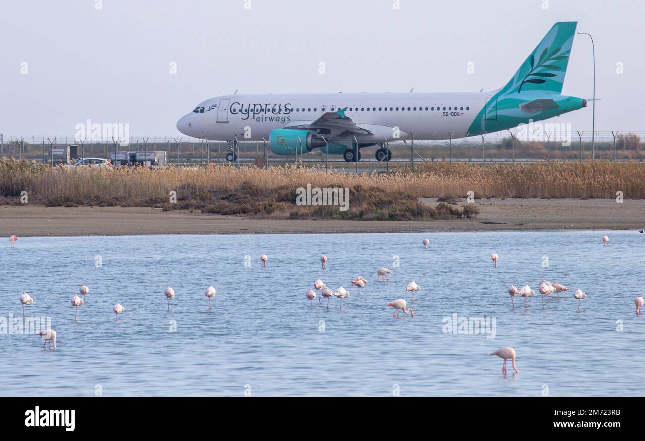 Larnaca, Chypre. 6th janvier 2023. Des flamants roses sont visibles dans le lac de sel de Larnaca, Chypre, le 6 janvier 2023. Credit: George Christophorou/Xinhua/Alay Live News Banque D'Images