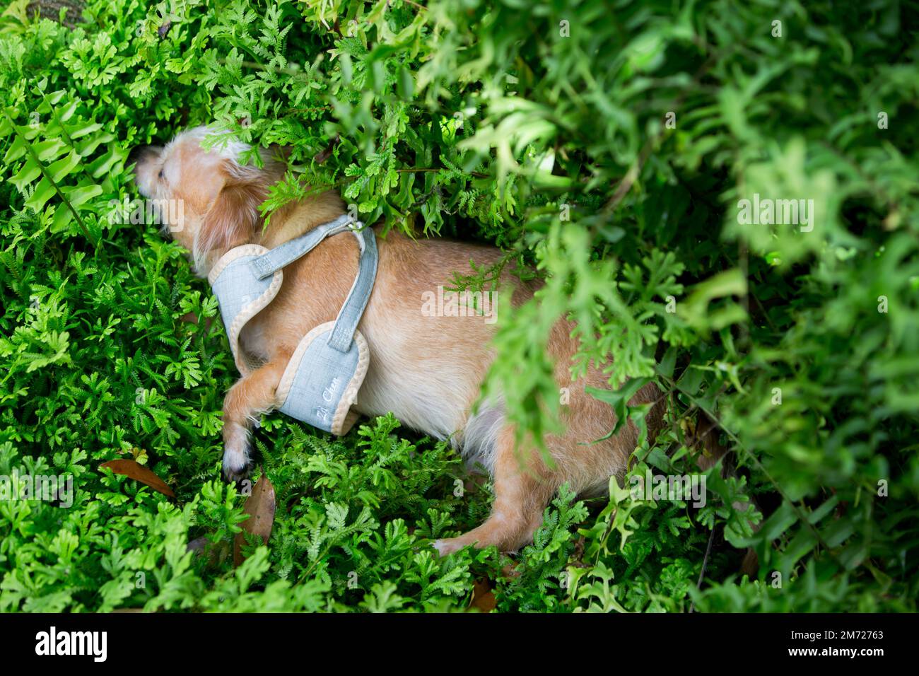 Gros plan chien chiot chihuahua dans le jardin. Banque D'Images