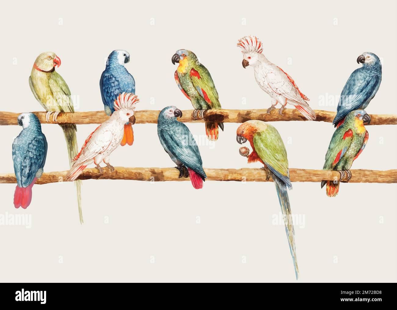 Variété de perroquets d'époque perchée sur l'illustration de la branche Illustration de Vecteur