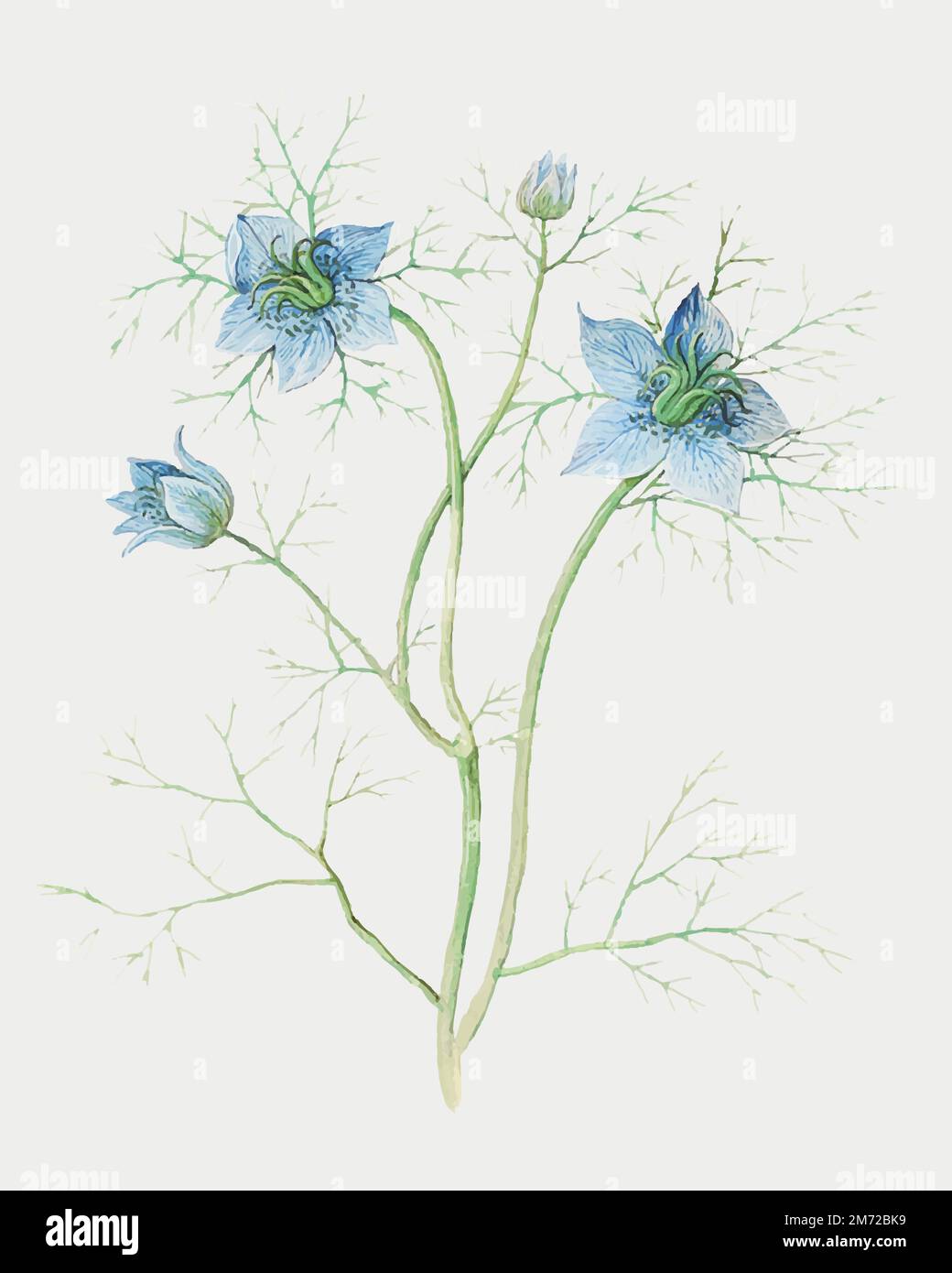 Illustration de fleur de nigella bleu vintage en vecteur Illustration de Vecteur