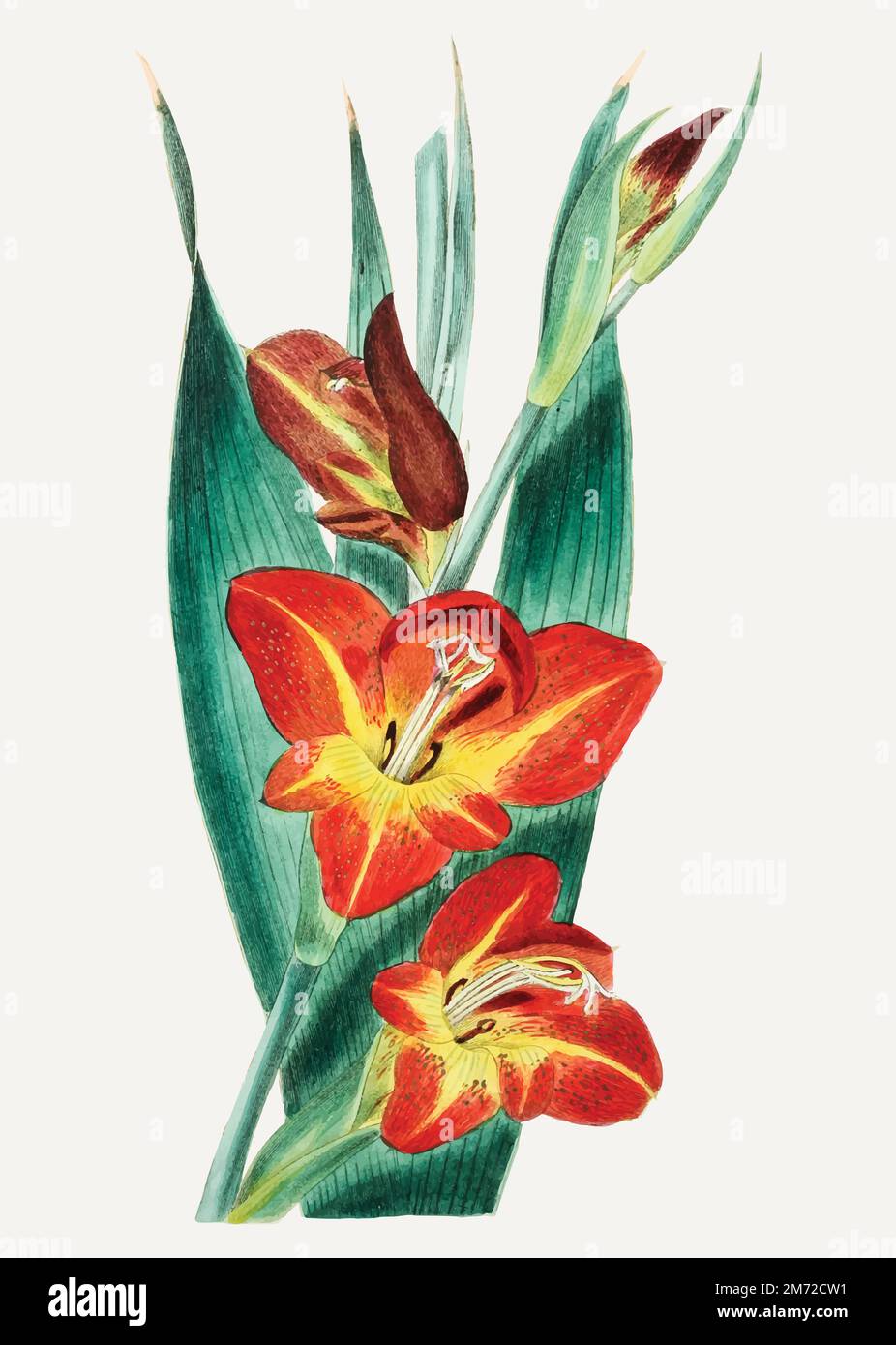 Branche de fleurs de perroquet vintage pour la décoration Illustration de Vecteur