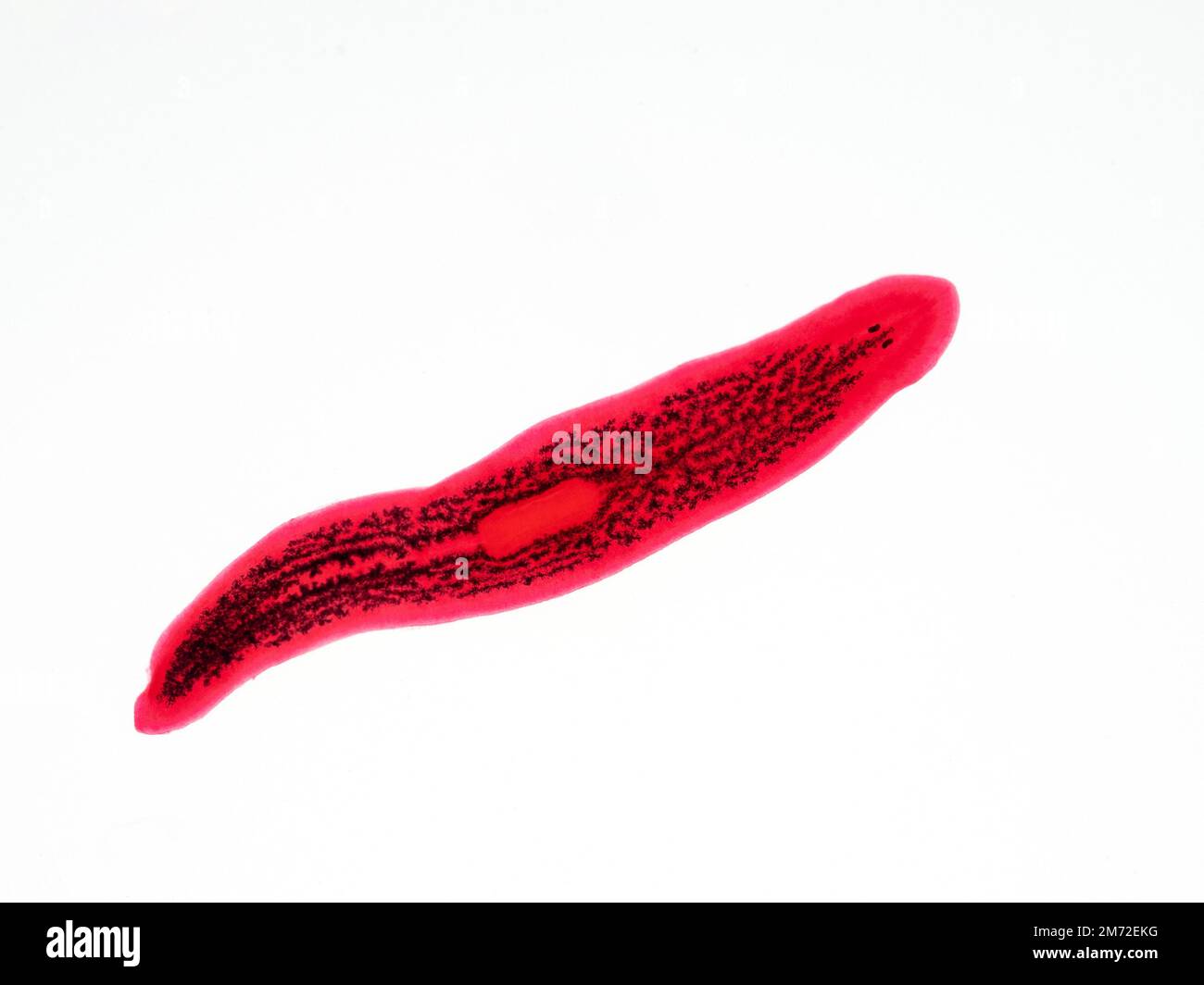 spécimen conservé et coloré d'un ver plat de planaria d'eau douce — free download