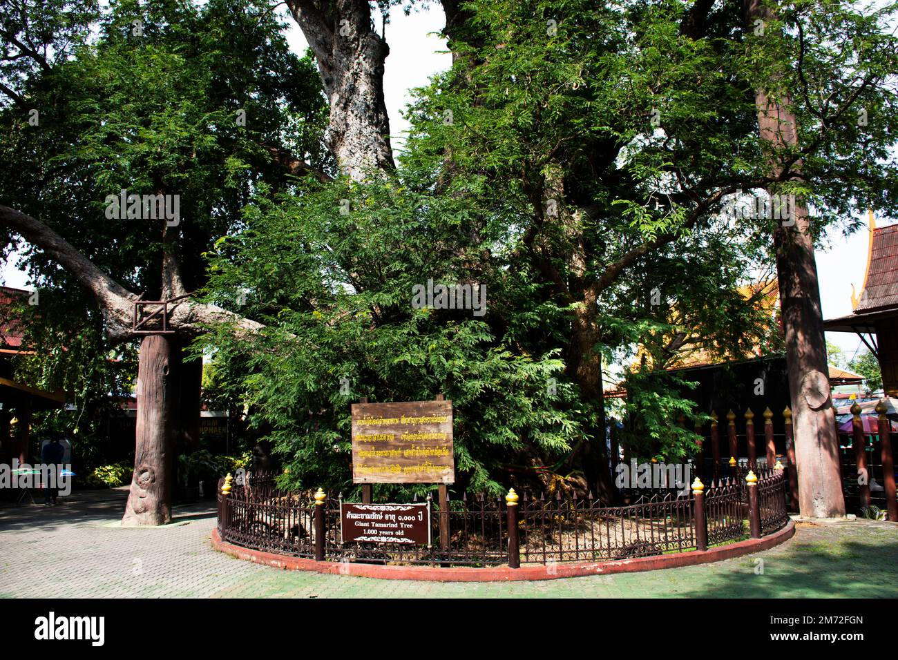 Grande plante géante d'arbre de tamarin de 1000 ans dans le parc de jardin de Khum Khun Phaen dans le temple de Wat Khae pour les thaïlandais et les voyageurs étrangers visite à Suphanb Banque D'Images