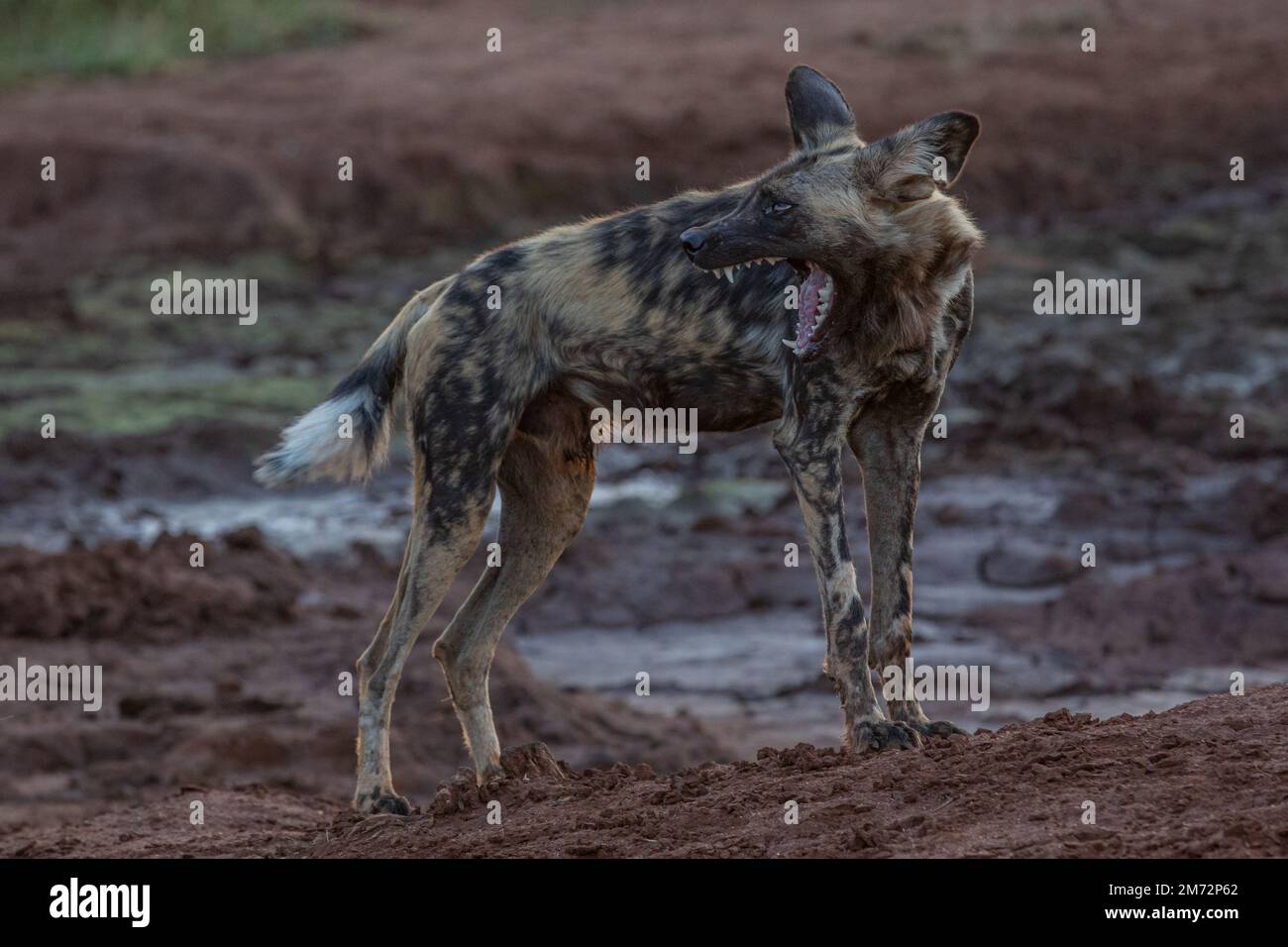 Chiens sauvages - coucher de soleil Madikwe, Afrique du Sud Banque D'Images