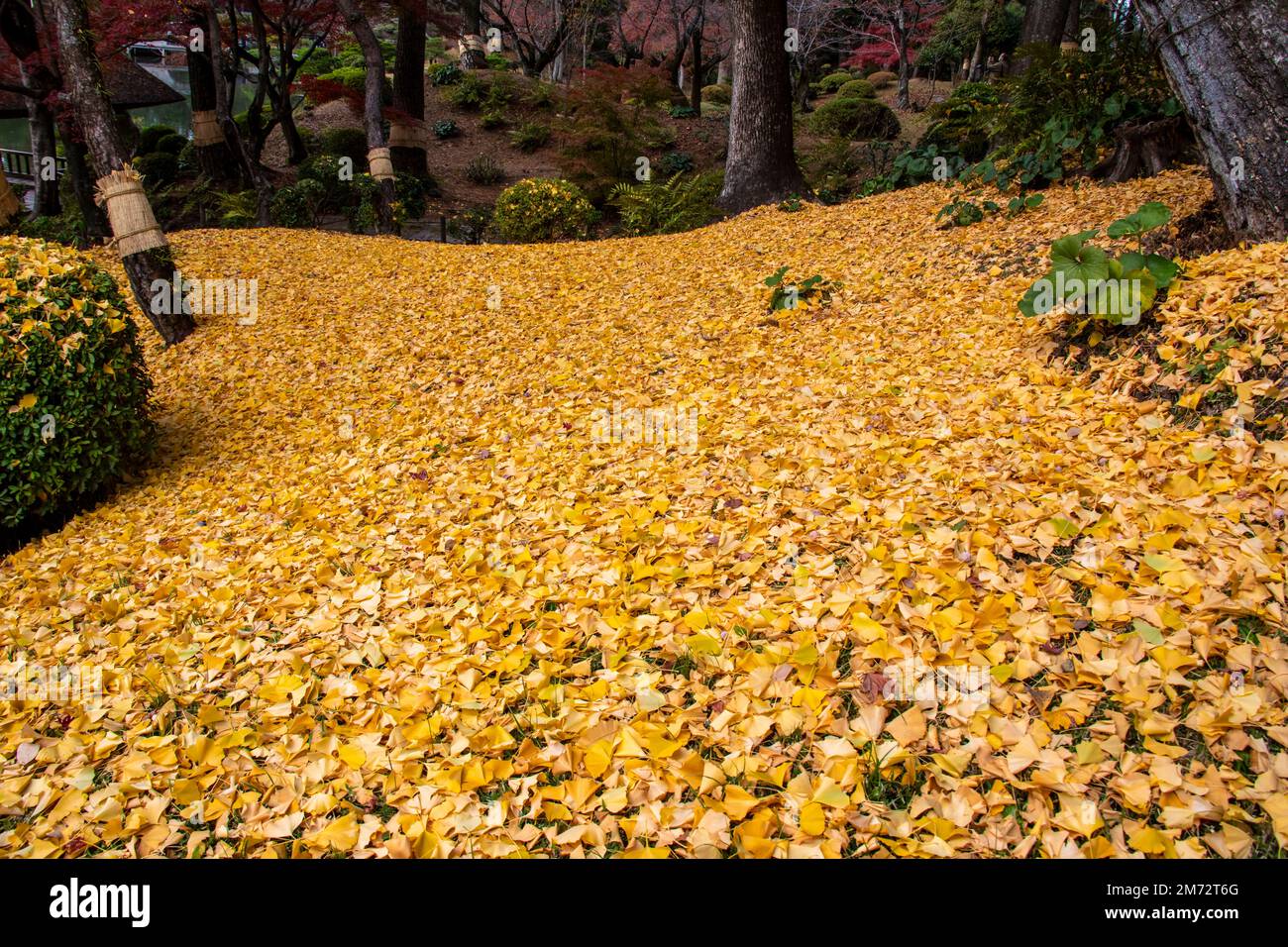 Les feuilles jaunes du Ginko géant (Ginkgo biloba) à Shukkei-en dans la ville d'Hiroshima, au Japon, un jardin japonais historique. Banque D'Images