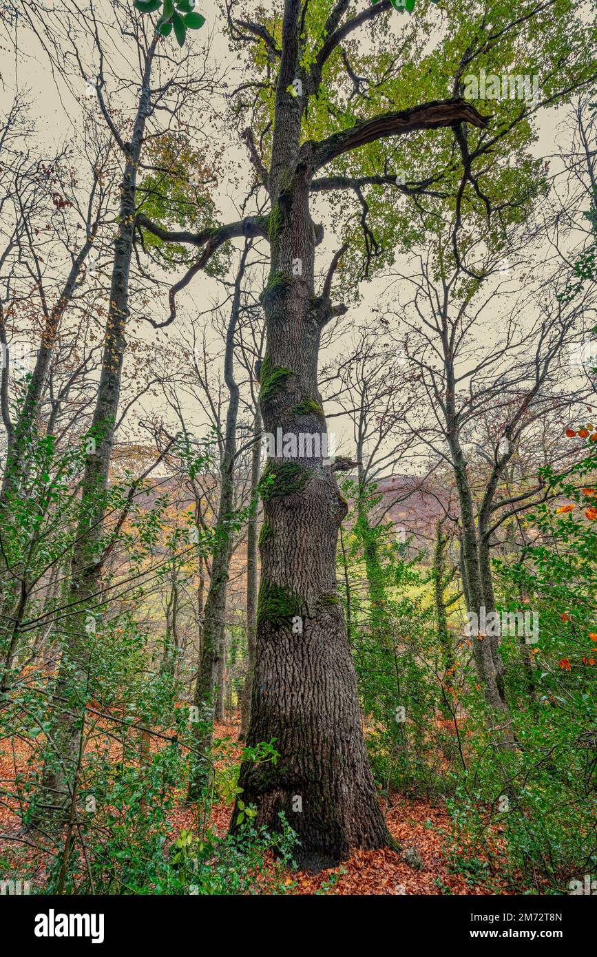 Couronnes de Cerro prises d'en-dessous, en montant vers le ciel bleu. Scène d'automne dans la réserve naturelle de Bosco di Sant'Antonio. Abruzzes, Italie, Europe Banque D'Images