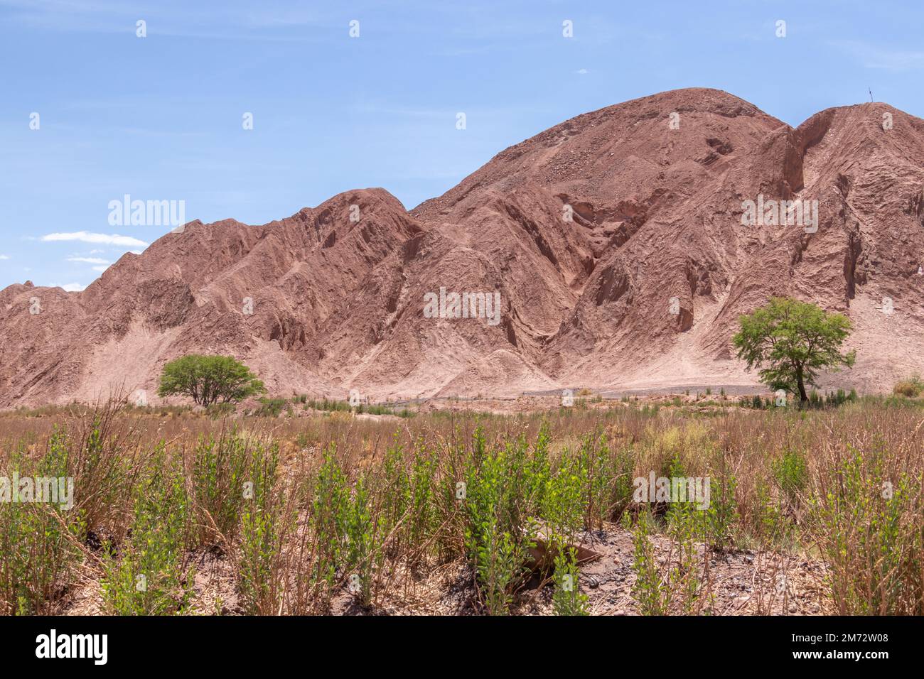 Plantes vertes en pleine croissance au milieu de la vallée de la Catarpe, une des zones les plus