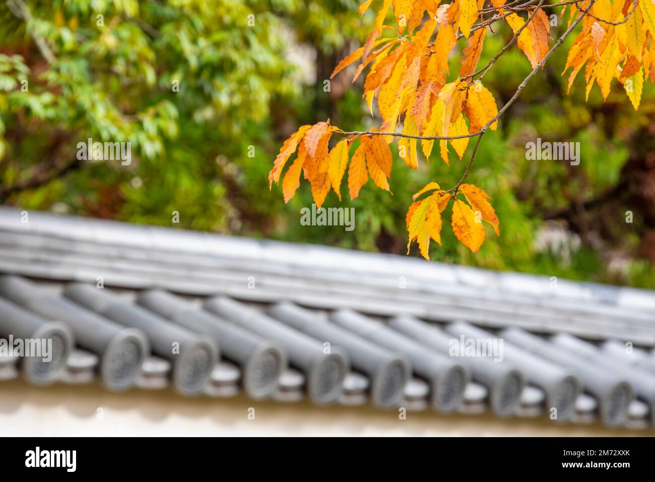 la belle vue de l'automne. Le fond de bokeh est Kokoen dans Himeji Japon, est un jardin de style japonais relativement récemment construit. Banque D'Images